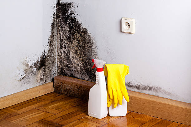 Why You Should Choose Our Mold Remediation Services in Dover, NJ